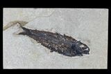 Fossil Fish (Knightia) - Green River Formation #113998-1